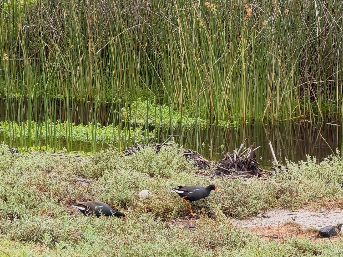 629188103_18037334078773190_5082731643433782633_n