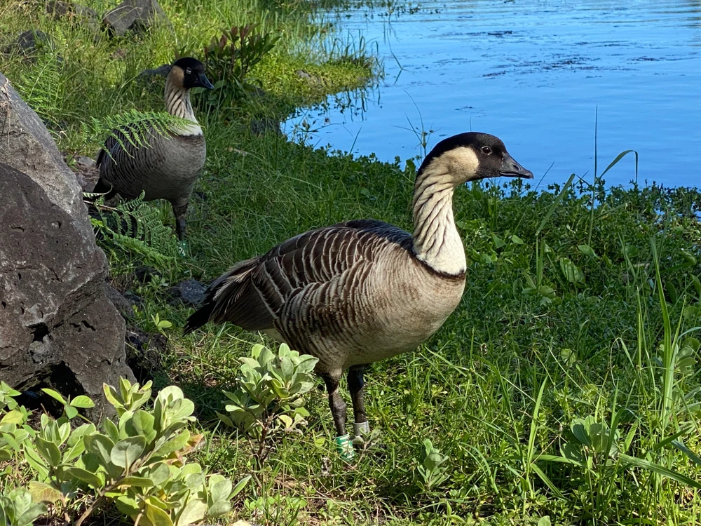 Nene-Wetlands-Hawaii-Lokowaka-Pond
